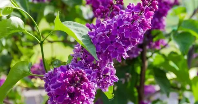 Как посадить изгородь из медного бука?