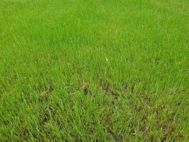 Сколько времени нужно, чтобы вырастить изгородь из лавра?