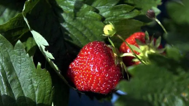 В каком месте лучше всего посадить азалию?