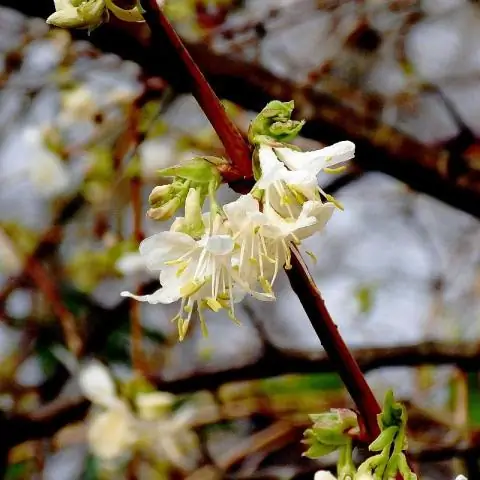 Как вы выращиваете Lonicera Fragrantissima?