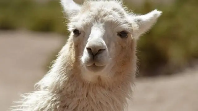 Насколько большими вырастают сахарные клены?