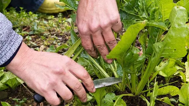 Как вы ухаживаете за Xerographica?