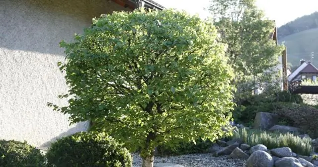 Какая трава Zoysia лучше всего подходит для тени?