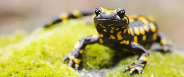 Ядовиты ли дельфиниумы для животных?