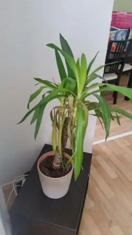 Легко ли окрашивается кориан?