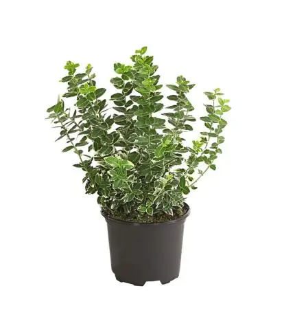 Устойчив ли Emerald Gaiety euonymus deer?