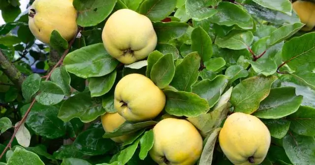 Как посадить куст спиреи?