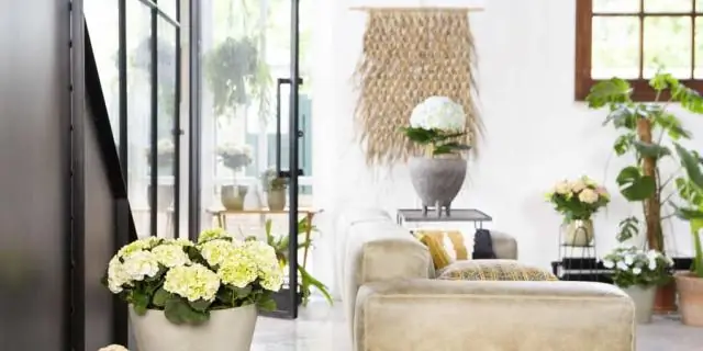 Как вы ухаживаете за фикусом алии?