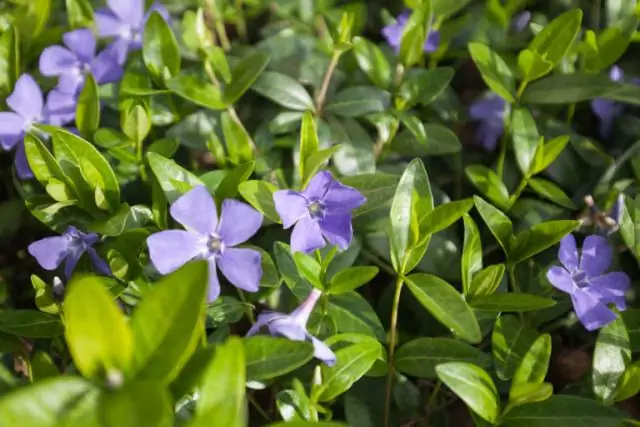 Сладкая лавровая магнолия вечнозеленая?