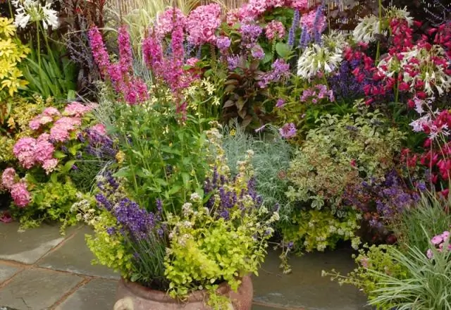 Хорошо ли львиный зев в горшках?