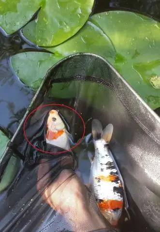 Где лучше всего покупать краску?