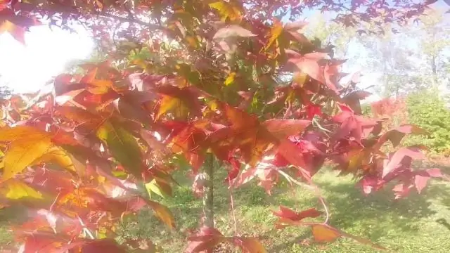 Когда я должен сажать свой сад в Миннеаполисе?