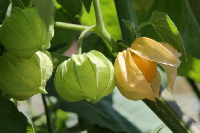 Можно ли вырастить фуксии из семян?