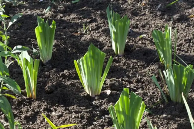 Могут ли сорняки прорасти сквозь асфальт?