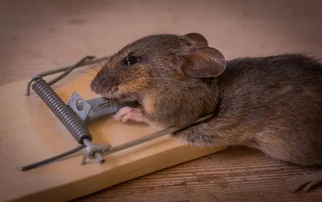 Будет ли Rat Zapper убивать мышей?