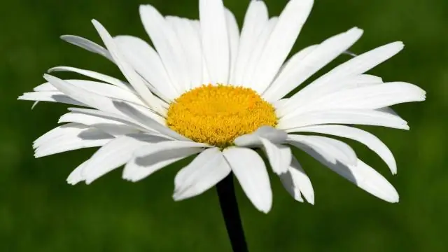 Как сажать луковицы рампы?