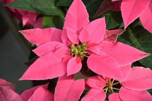 Будут ли дельфиниумы цвести дважды?