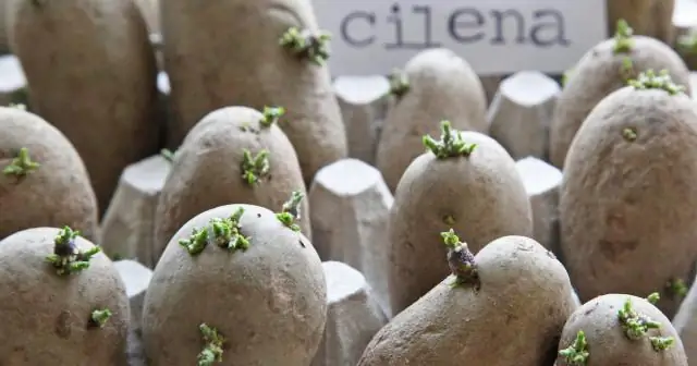 Можно ли сажать горох летом?