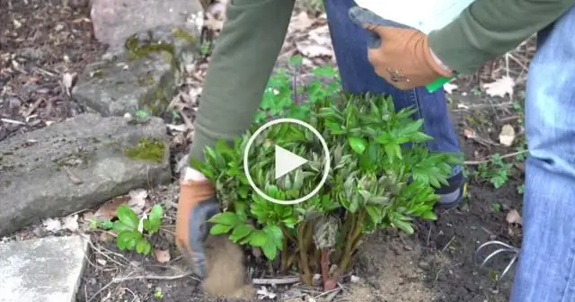 Насколько глубоко вы сажаете амариллис?