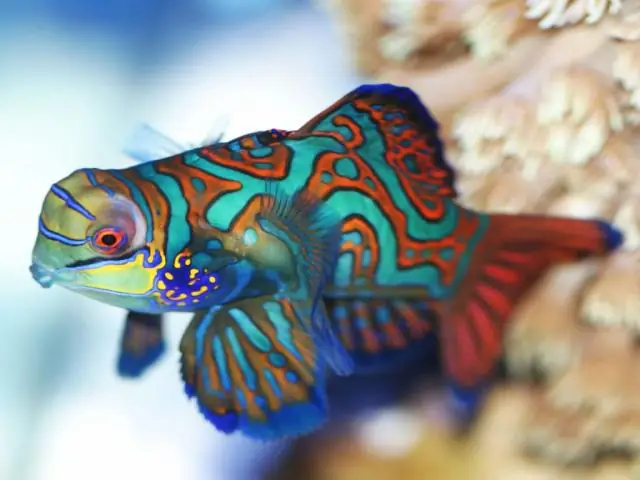 Как вы храните эониум?