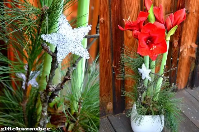 Какой самый редкий самый красивый цветок?