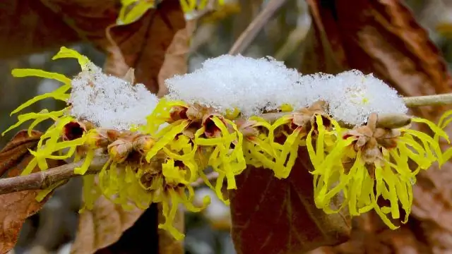 Стоит ли удобрять деревья осенью?