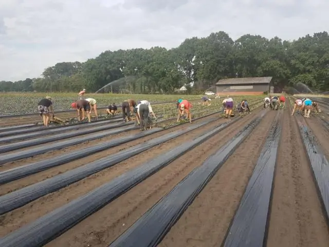 Почему не все корни растут прямо вниз?