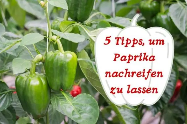 Сколько времени нужно отбеливателю, чтобы убить растения?
