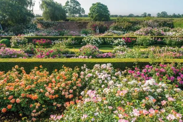 В какое время года вы сажаете живую изгородь?