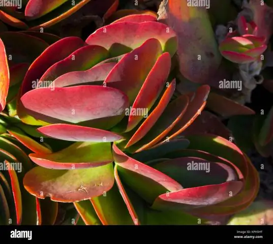 Какой край листа у Bryophyllum Pinnatum?