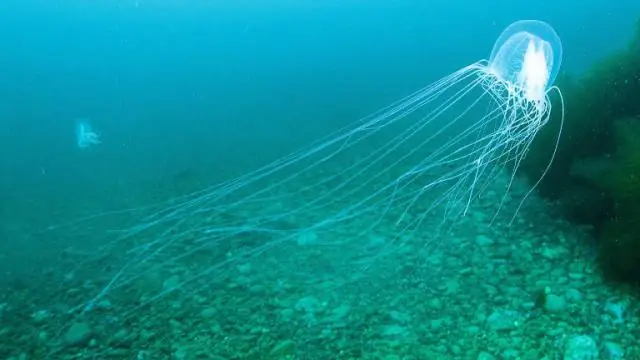 Как получить семена колеуса?