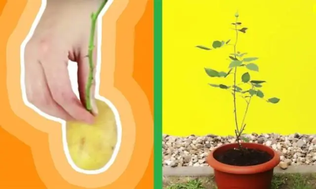 Что будет, если в картофель воткнуть розу?