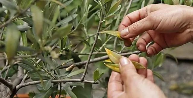 Почему мое оливковое дерево увядает?