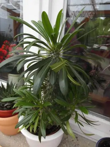 Как ухаживать за фасолью?