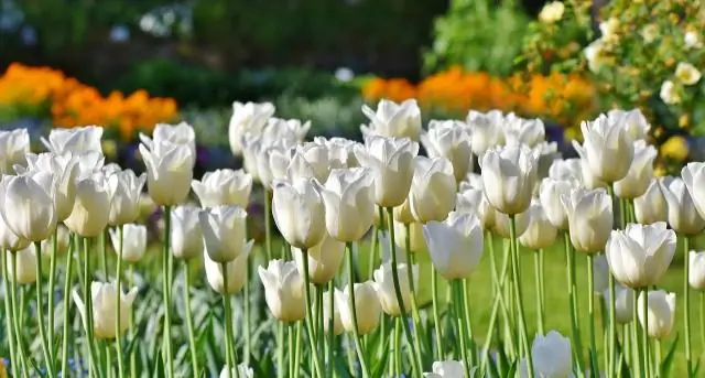 Как выкапывают и хранят луковицы каладиума?