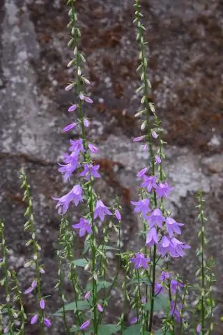 Purple get mee Campanula - многолетнее растение?
