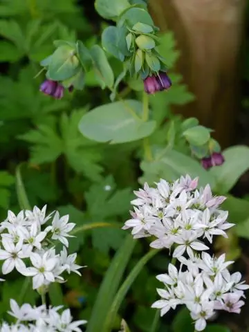 Как вы выращиваете Cerinthe major Purpurascens?