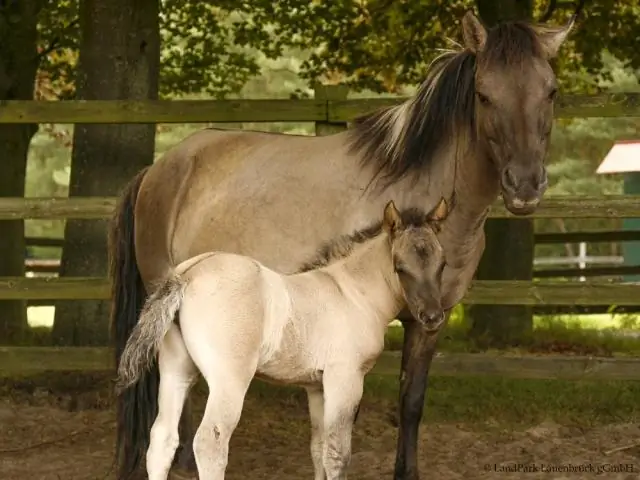 Что такое Алифлор?