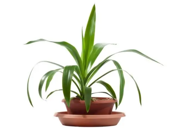 Когда нужно пересаживать комнатные растения?