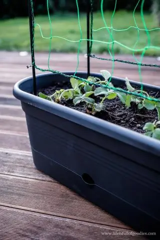 Можно ли выращивать плетистые розы в горшках?