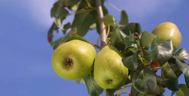 Какие розы растут в Аризоне?