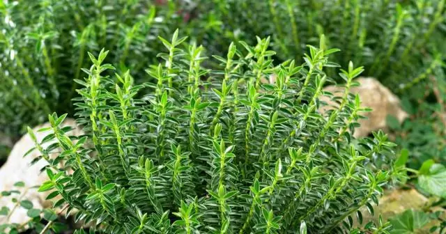 Hebe - это дополнение Evergreen?