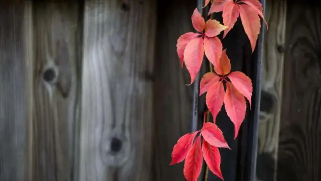 Сколько стоит установить забор для частной жизни?