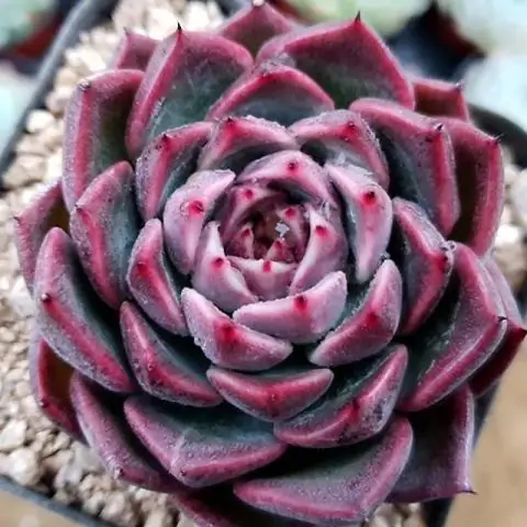 Как разводить Echeveria Lauii?