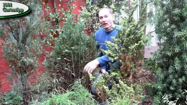 Когда можно обрезать конский каштан?