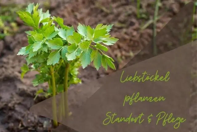 В какое время года сажать деревья?