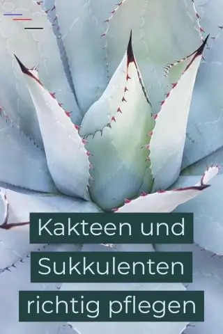 Как вы ухаживаете за Crassula Mesembryanthemoides?