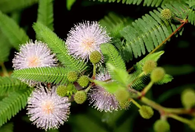 Как вы ухаживаете за Mimosa pudica?