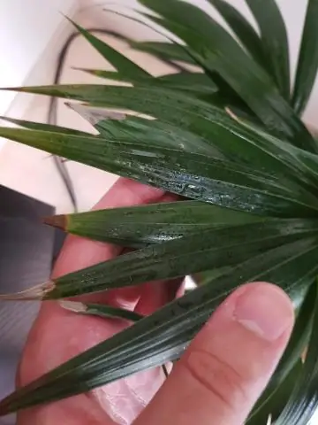 Почему листья на моем Bangalow Palm становятся коричневыми?