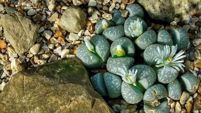 Какие горшки для суккулентов лучше всего?